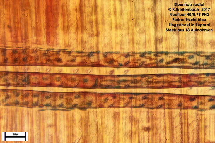 Eibenholz tangential mit Holzstrahl und Tracheiden mit deutlicher Spiralverdickung