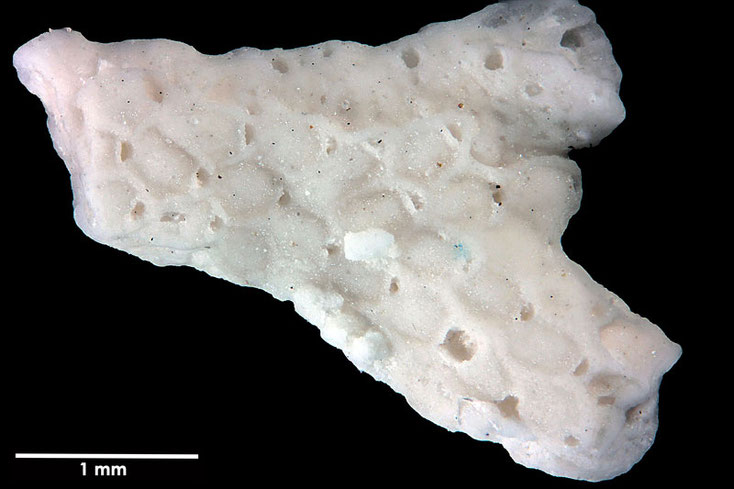 Senckenberg, Bryozoa, Bryozoen, Moostierchen, Sammlung Voigt