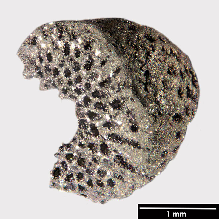 Senckenberg, Bryozoa, Bryozoen, Moostierchen, Sammlung Voigt