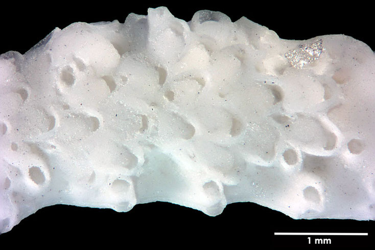 Senckenberg, Bryozoa, Bryozoen, Moostierchen, Sammlung Voigt