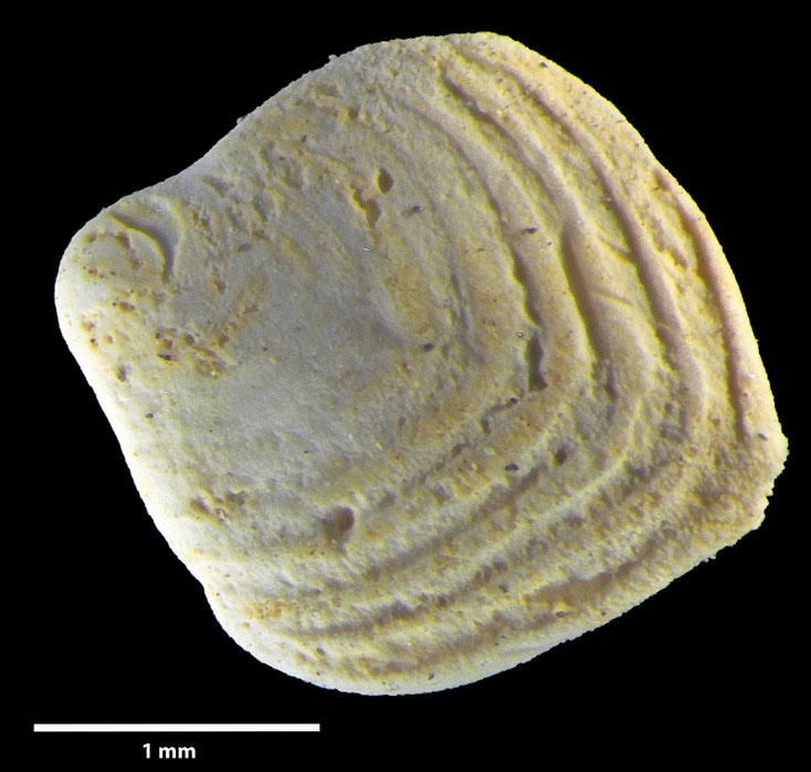 Foraminifere, Foraminifera, Bryozoa, Senckenberg, fossil, Mülheim/Ruhr, Cenomanium