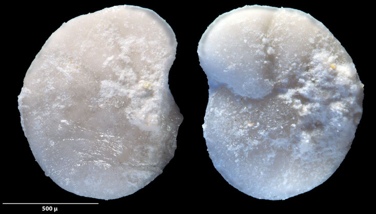 Foraminifere, Foraminifera, Bryozoa, Senckenberg, fossil, Zeltberg, Maastrichtium