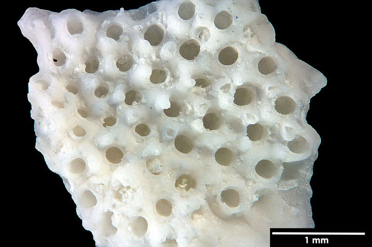 Senckenberg, Bryozoa, Bryozoen, Moostierchen, Sammlung Voigt