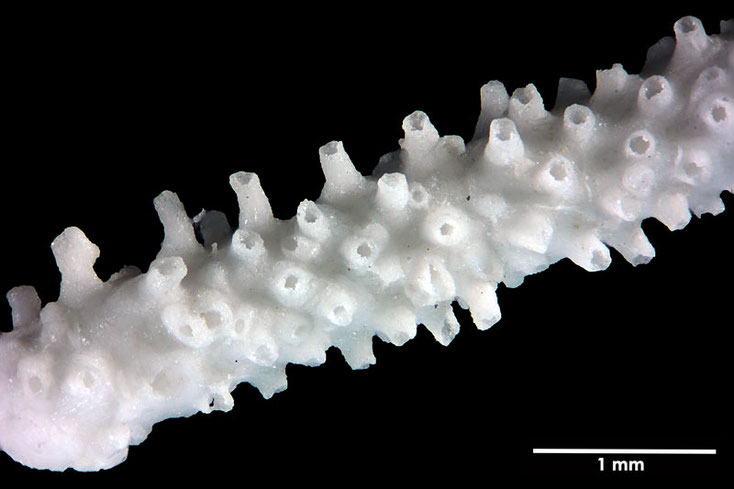 Senckenberg, Bryozoa, Bryozoen, Moostierchen, Sammlung Voigt