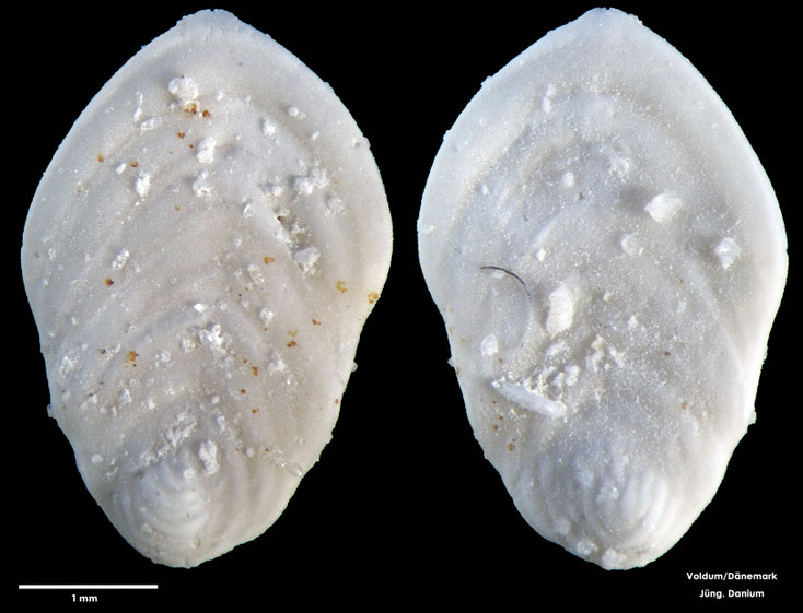 Foraminifere, Foraminifera, Bryozoa, Senckenberg, fossil, Voldum, Danium