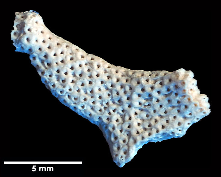 Senckenberg, Bryozoa, Bryozoen, Moostierchen, Sammlung Voigt