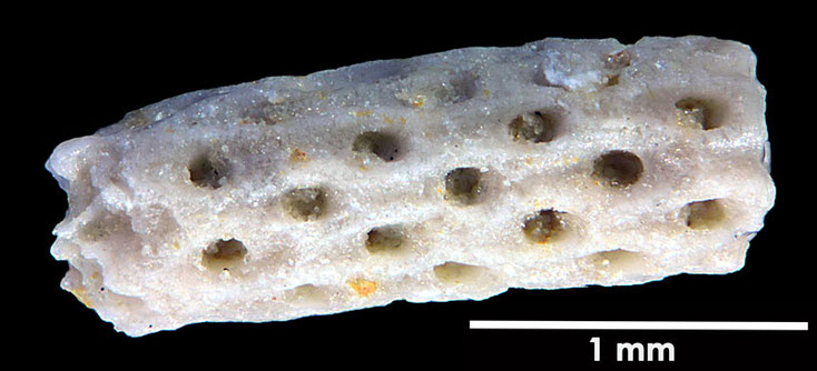 Senckenberg, Bryozoa, Bryozoen, Moostierchen, Sammlung Voigt