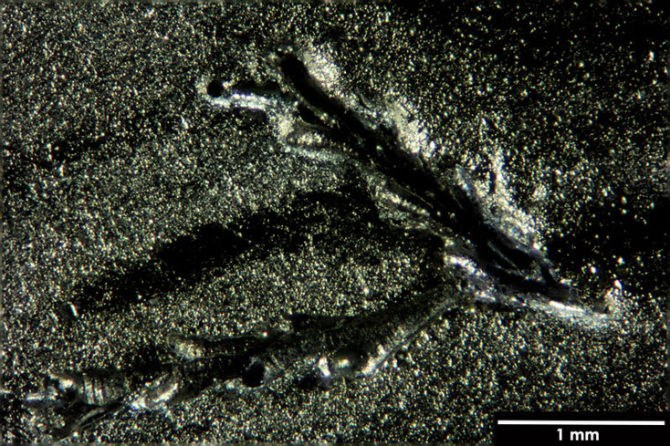 Senckenberg, Bryozoa, Bryozoen, Moostierchen, Sammlung Voigt