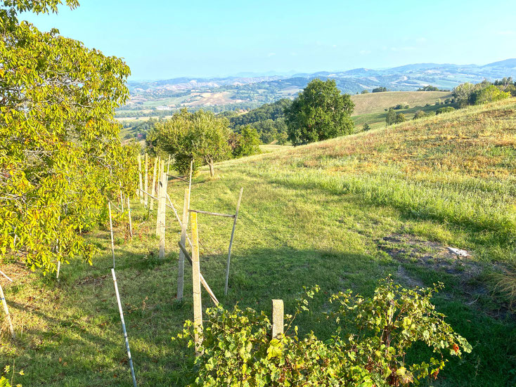 Blick von unserer Terrasse auf die Hügel der Emilia Romagna