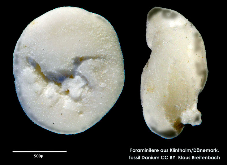 Foraminifere, Foraminifera, Bryozoa, Senckenberg, fossil, Klintholm, Dänemark, Danium