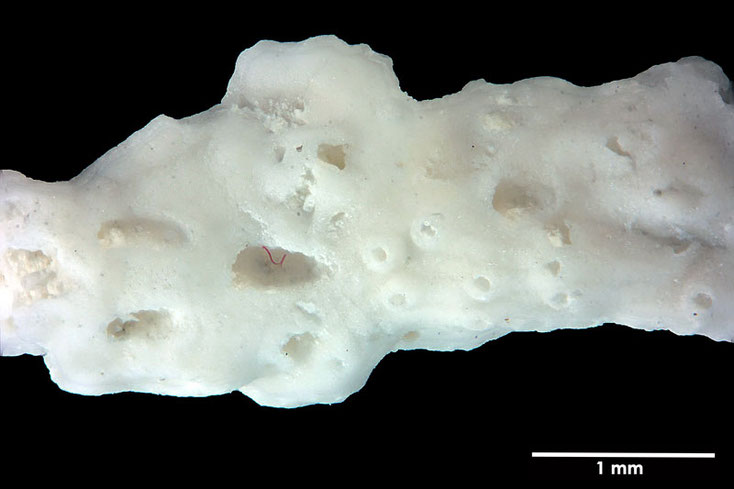 Senckenberg, Bryozoa, Bryozoen, Moostierchen, Sammlung Voigt