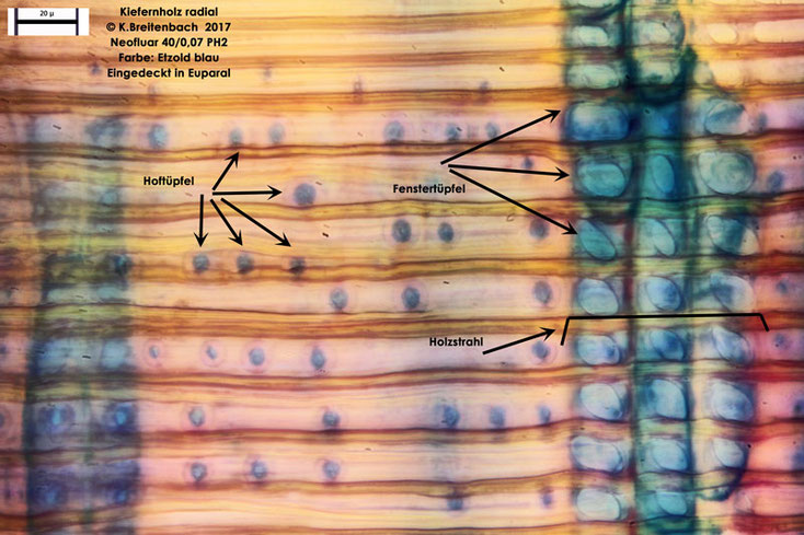  Kiefer im Radialschnitt, Etzold blau gefärbt, mit 25er Neofluarobjektiv im Durchlichtmikroskop 250 fache Vergrößerung