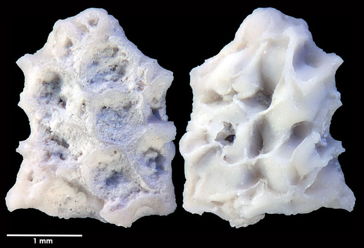 Senckenberg, Bryozoa, Bryozoen, Moostierchen, Sammlung Voigt