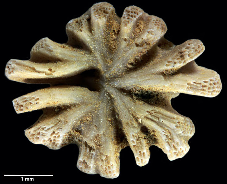 Senckenberg, Bryozoa, Bryozoen, Moostierchen, Sammlung Voigt