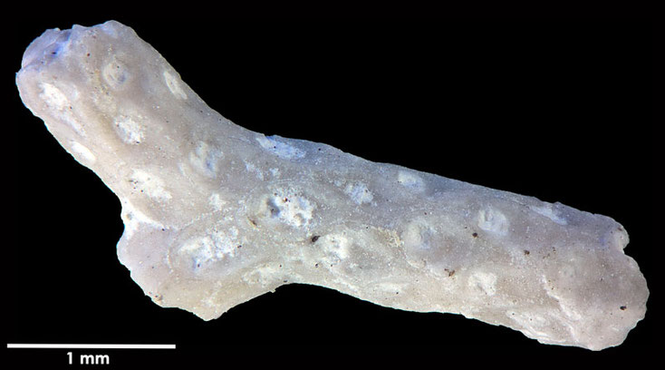 Senckenberg, Bryozoa, Bryozoen, Moostierchen, Sammlung Voigt