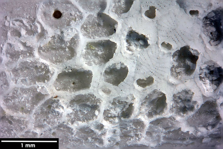 Senckenberg, Bryozoa, Bryozoen, Moostierchen, Sammlung Voigt