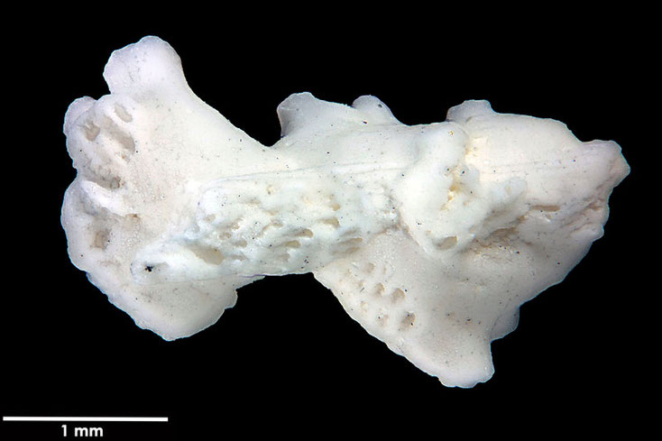 Senckenberg, Bryozoa, Bryozoen, Moostierchen, Sammlung Voigt