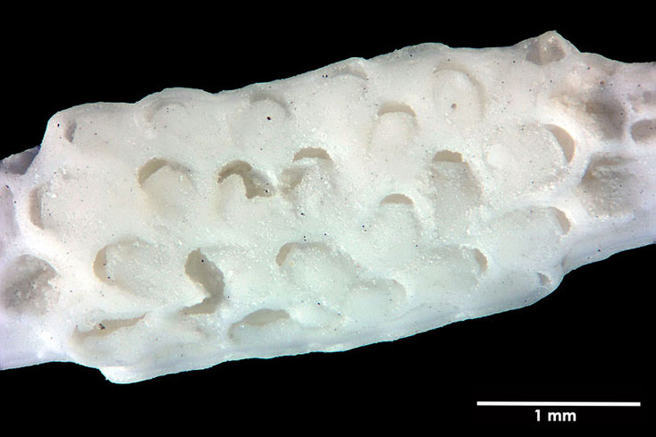 Senckenberg, Bryozoa, Bryozoen, Moostierchen, Sammlung Voigt