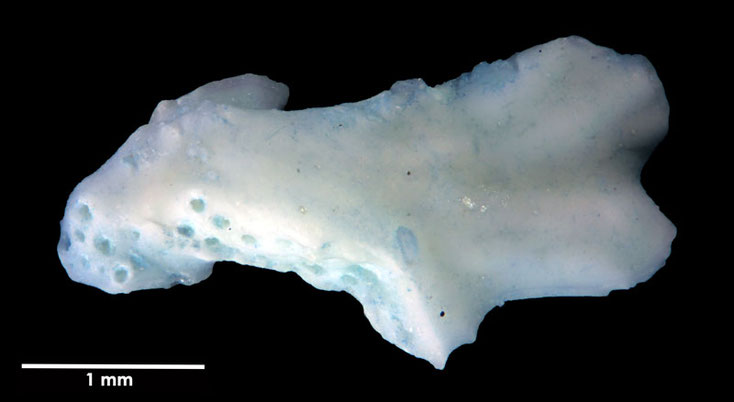 Senckenberg, Bryozoa, Bryozoen, Moostierchen, Sammlung Voigt