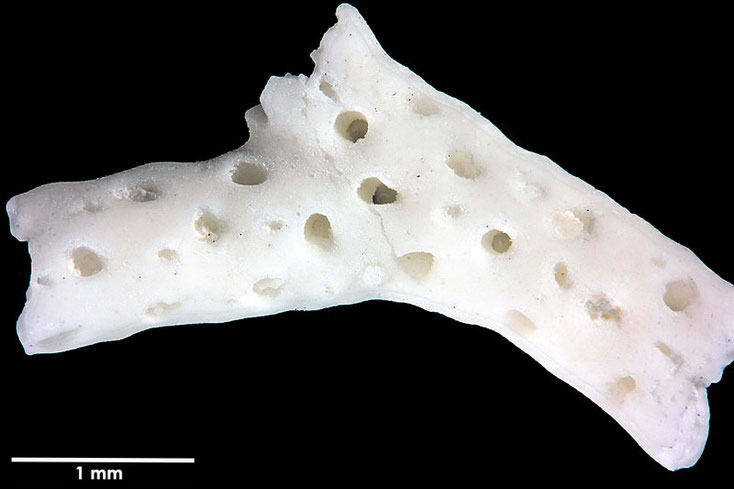 Senckenberg, Bryozoa, Bryozoen, Moostierchen, Sammlung Voigt