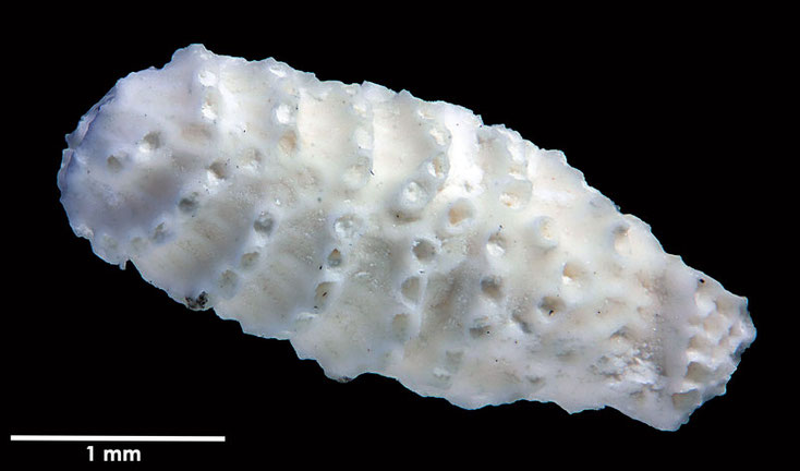 Senckenberg, Bryozoa, Bryozoen, Moostierchen, Sammlung Voigt