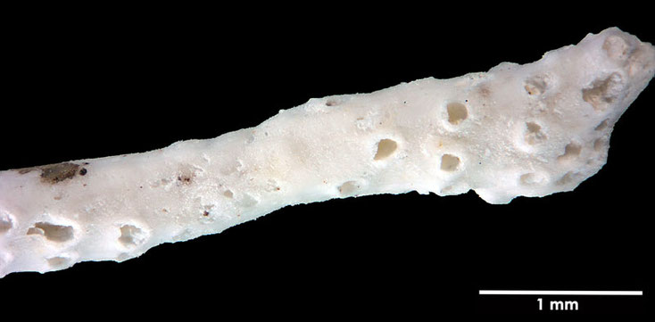 Senckenberg, Bryozoa, Bryozoen, Moostierchen, Sammlung Voigt