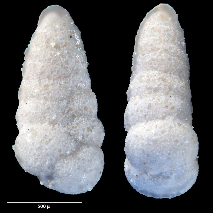 Foraminifere, Foraminifera, Bryozoa, Senckenberg, fossil, Zeltberg, Maastrichtium