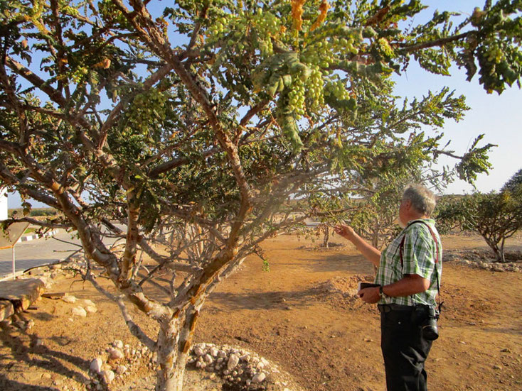 Oman Uralub 2017; Ein Weihrauchbaum, das muß ich mir genauer ansehen