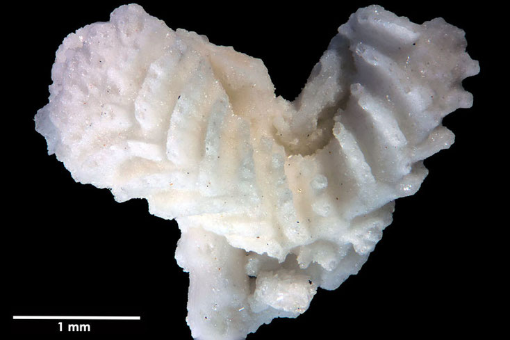 Senckenberg, Bryozoa, Bryozoen, Moostierchen, Sammlung Voigt