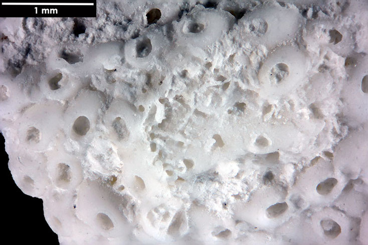 Senckenberg, Bryozoa, Bryozoen, Moostierchen, Sammlung Voigt