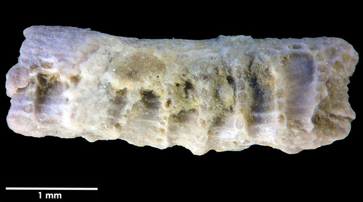 Senckenberg, Bryozoa, Bryozoen, Moostierchen, Sammlung Voigt