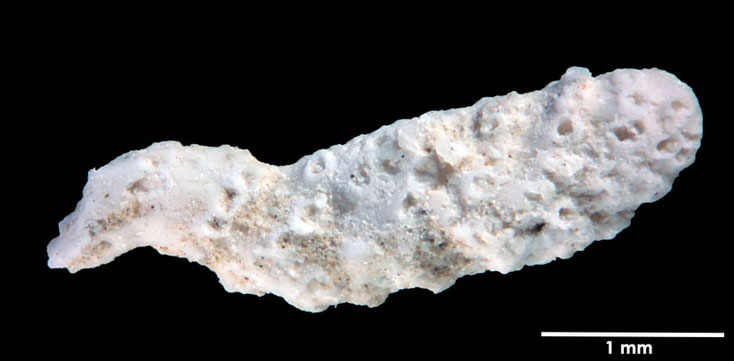 Senckenberg, Bryozoa, Bryozoen, Moostierchen, Sammlung Voigt