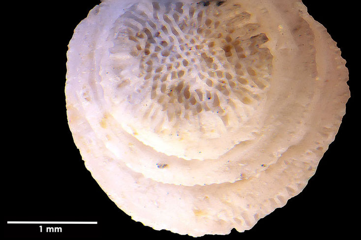 Senckenberg, Bryozoa, Bryozoen, Moostierchen, Sammlung Voigt