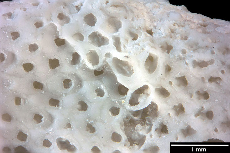 Senckenberg, Bryozoa, Bryozoen, Moostierchen, Sammlung Voigt