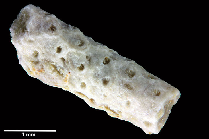 Senckenberg, Bryozoa, Bryozoen, Moostierchen, Sammlung Voigt