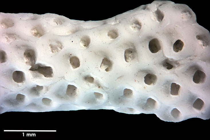 Senckenberg, Bryozoa, Bryozoen, Moostierchen, Sammlung Voigt