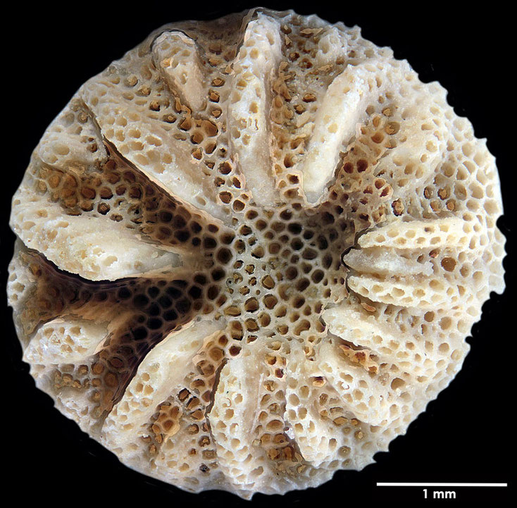 Senckenberg, Bryozoa, Bryozoen, Moostierchen, Sammlung Voigt