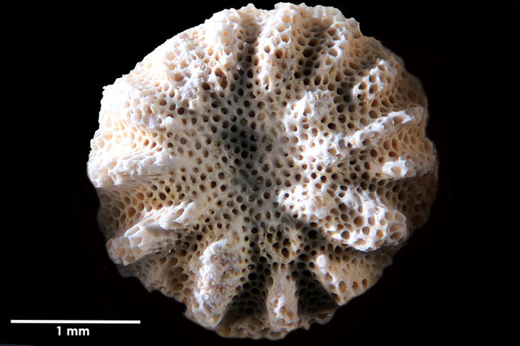 Senckenberg, Bryozoa, Bryozoen, Moostierchen, Sammlung Voigt