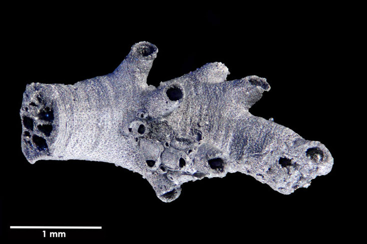 Senckenberg, Bryozoa, Bryozoen, Moostierchen, Sammlung Voigt