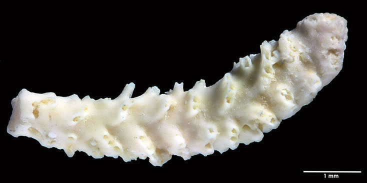 Senckenberg, Bryozoa, Bryozoen, Moostierchen, Sammlung Voigt