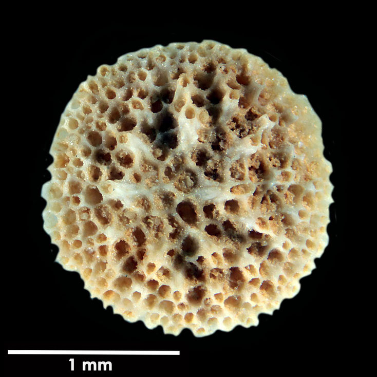 Senckenberg, Bryozoa, Bryozoen, Moostierchen, Sammlung Voigt