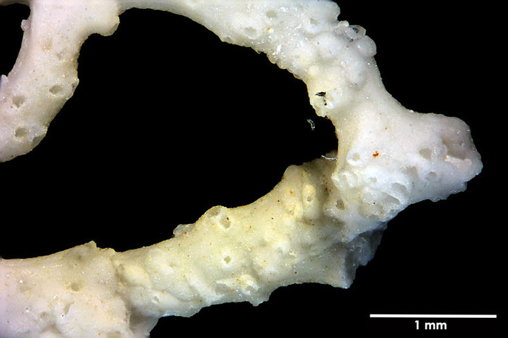 Senckenberg, Bryozoa, Bryozoen, Moostierchen, Sammlung Voigt