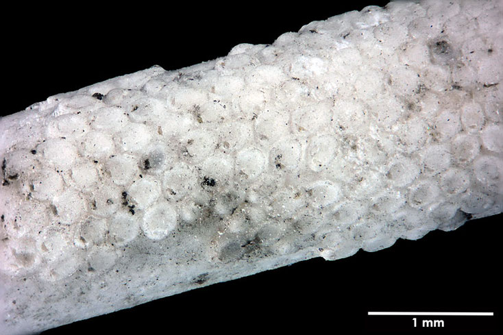 Senckenberg, Bryozoa, Bryozoen, Moostierchen, Sammlung Voigt