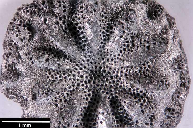 Senckenberg, Bryozoa, Bryozoen, Moostierchen, Sammlung Voigt