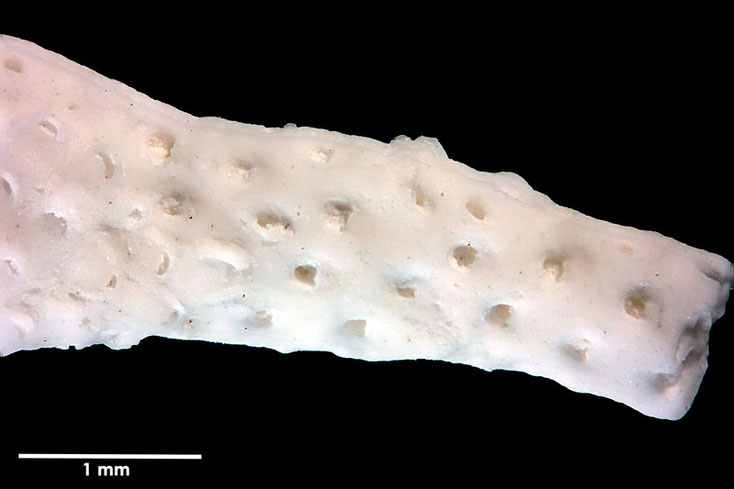 Senckenberg, Bryozoa, Bryozoen, Moostierchen, Sammlung Voigt