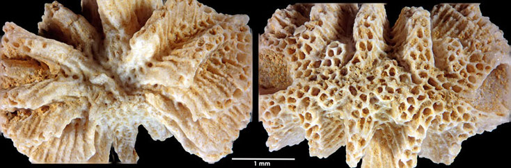 Senckenberg, Bryozoa, Bryozoen, Moostierchen, Sammlung Voigt