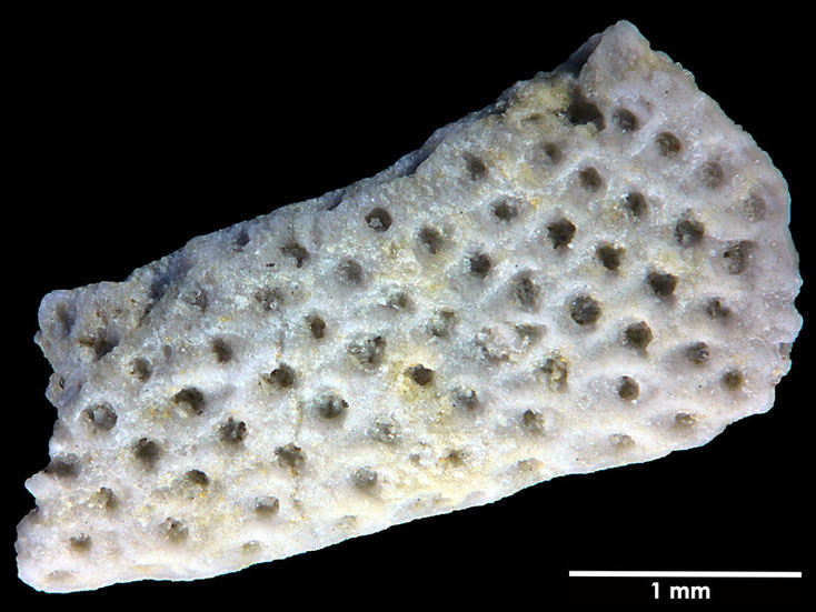 Senckenberg, Bryozoa, Bryozoen, Moostierchen, Sammlung Voigt