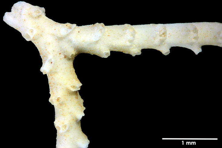 Senckenberg, Bryozoa, Bryozoen, Moostierchen, Sammlung Voigt