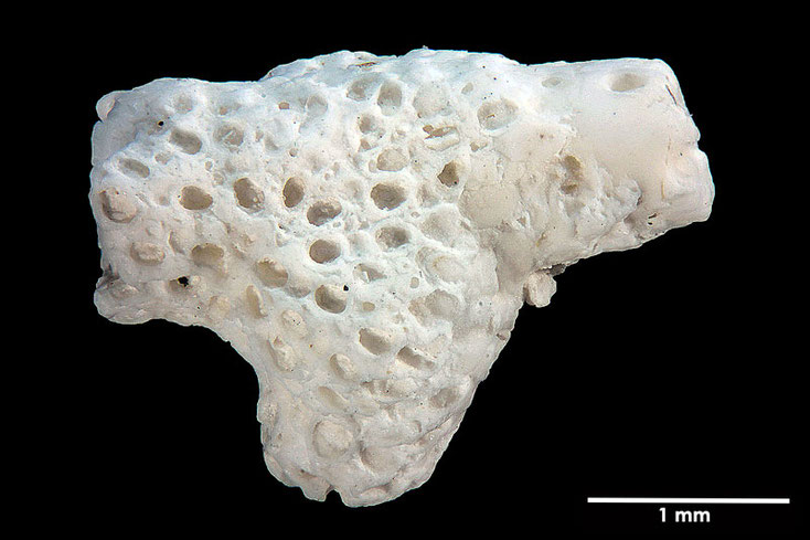 Senckenberg, Bryozoa, Bryozoen, Moostierchen, Sammlung Voigt