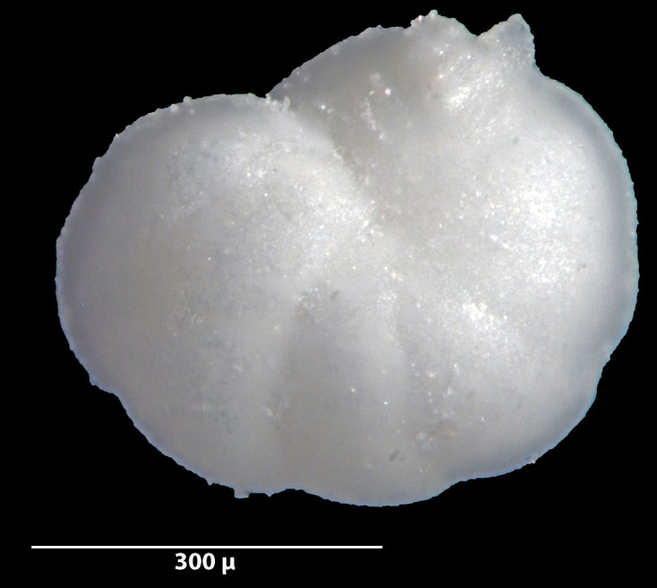 Foraminifere, Foraminifera, Bryozoa, Senckenberg, fossil, Stevns Klint, Dänemark, Maastrichtium